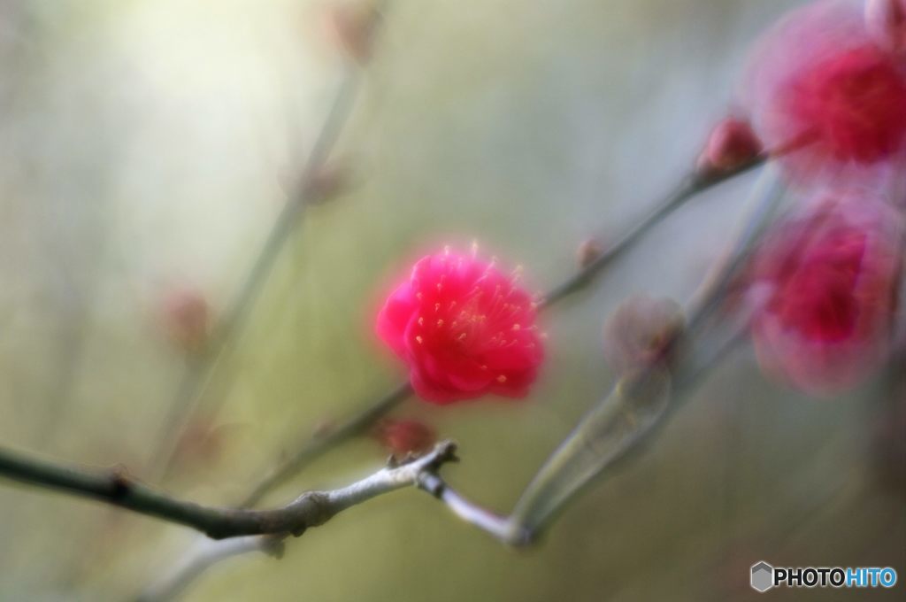 2016年1月　上坂部西公園