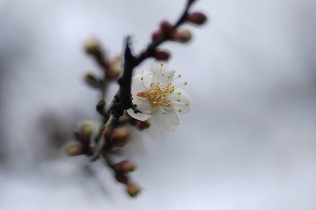 2013年2月　梅