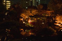 2013年11月　神戸・相楽園