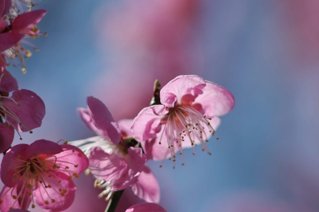 2013年3月　梅
