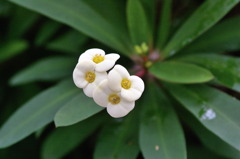 服部緑地・都市緑化植物園