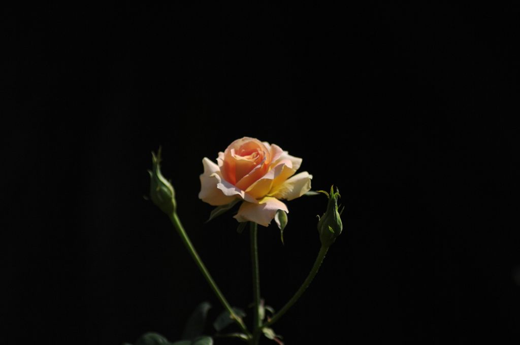 2012年10月　バラ