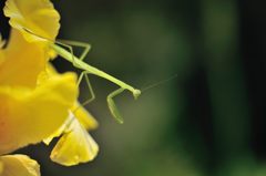 2012年8月　カマキリ