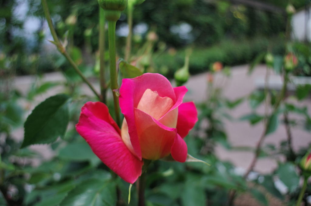 2012年　コシノン20㎜でバラ