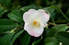 服部緑地・都市緑化植物園