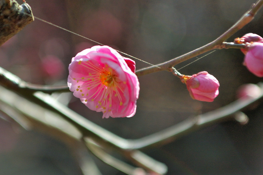 万博公園