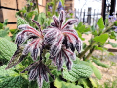 ちょっとグロテスク？