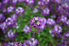 20㎜f1.7