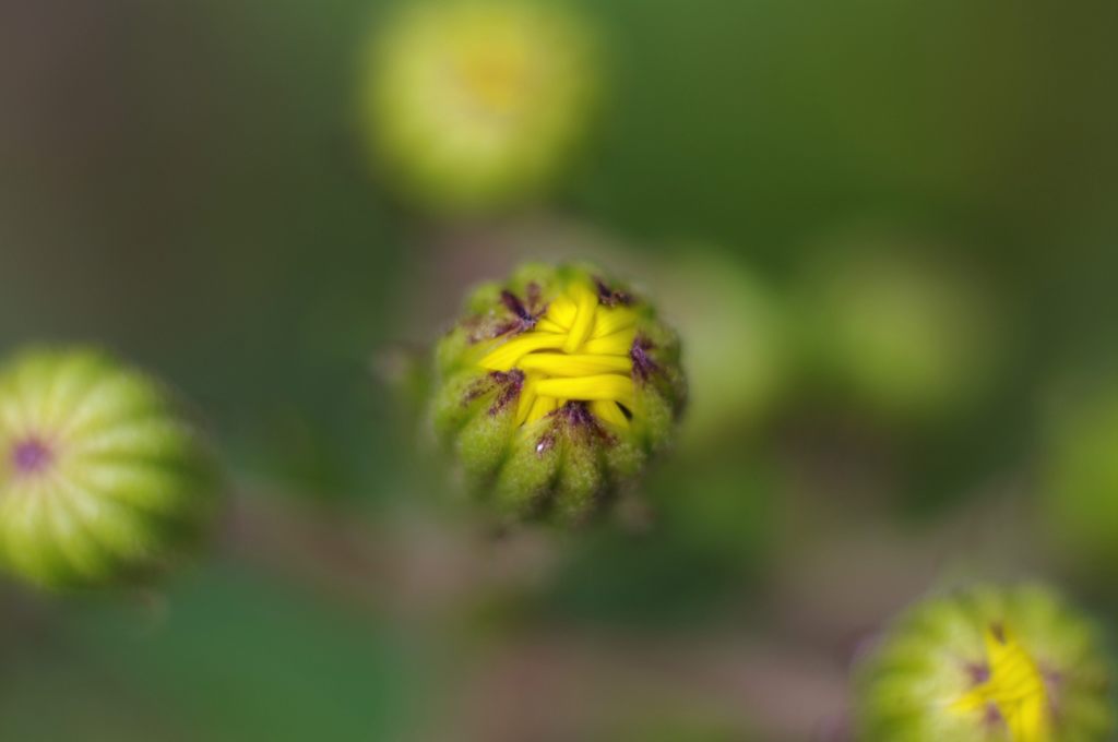 2013年10月　キク