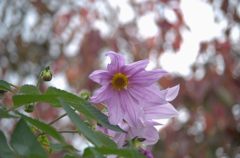 2012年11月　皇帝ダリア