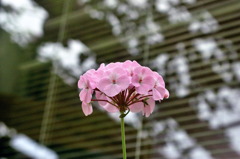 服部緑地・都市緑化植物園