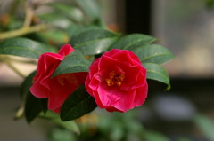 服部緑地・都市緑化植物園