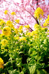 春爛漫　(河津桜)　01