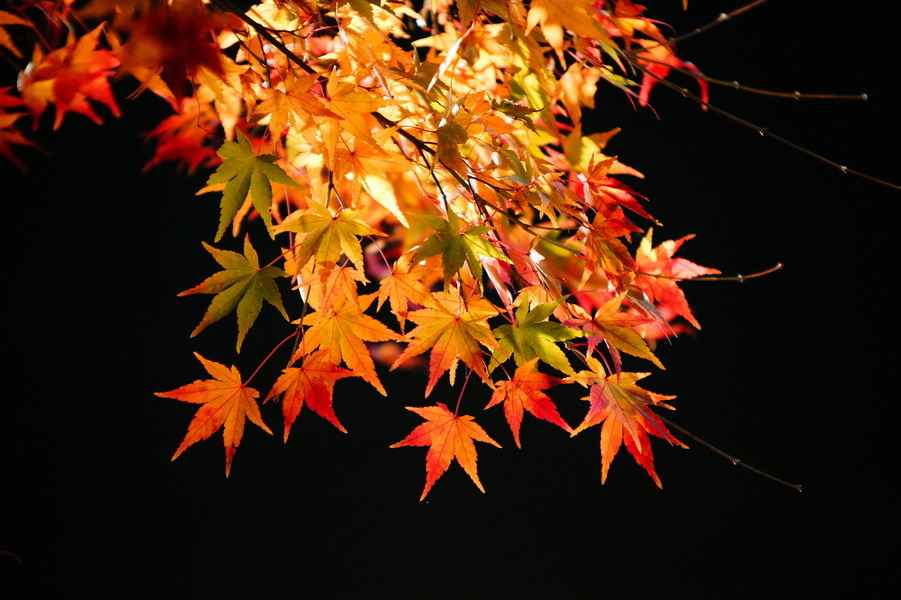 紅葉