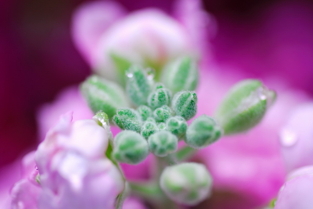 華