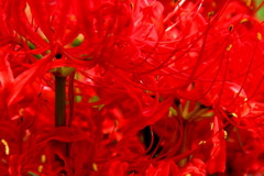 紅蓮Ⅲ　(曼珠沙華)