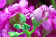 華