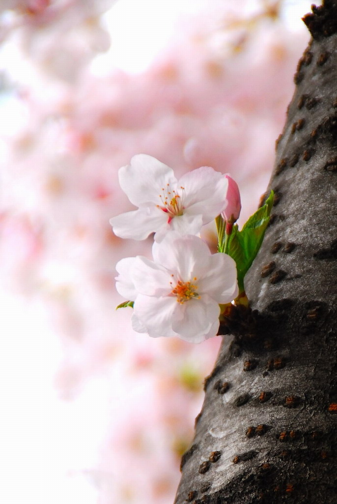 桜