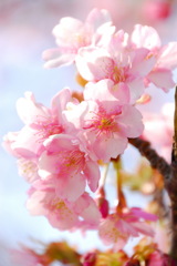 春爛漫　(河津桜)　03