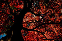 紅葉