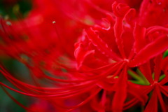 紅蓮Ⅱ　(曼珠沙華)