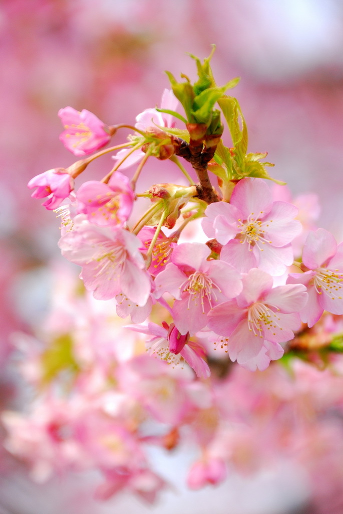 春爛漫　(河津桜)　02