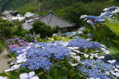 仁平寺の紫陽花　２