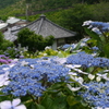 仁平寺の紫陽花　２