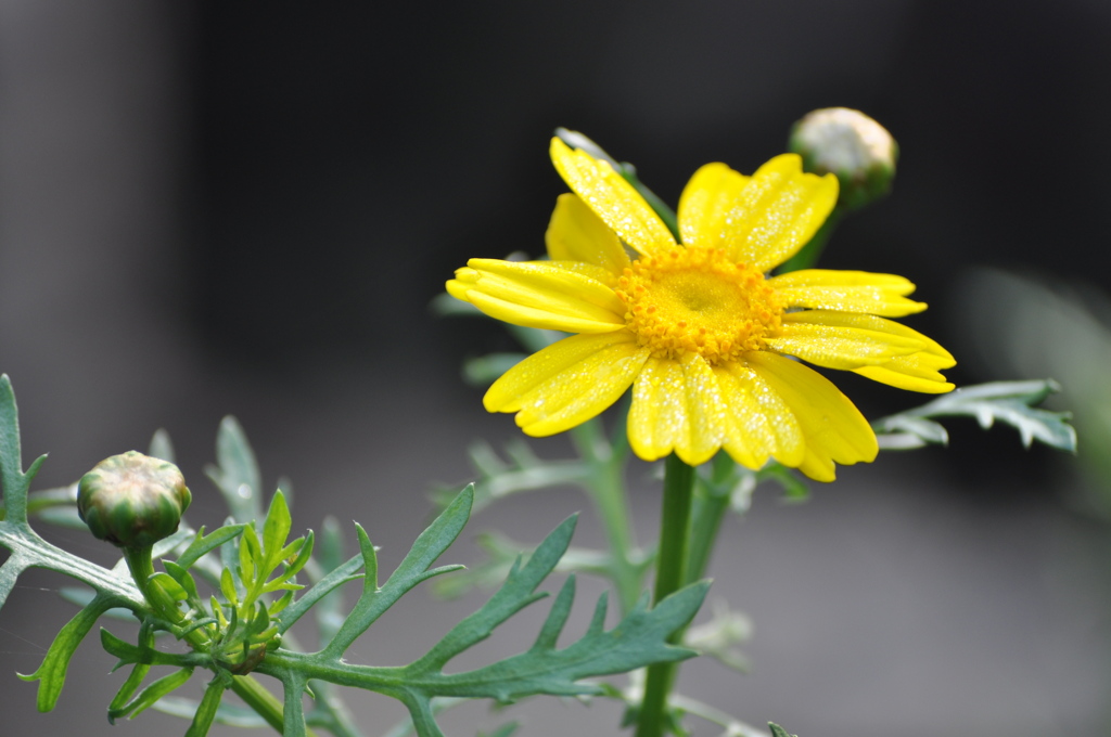 春菊の花