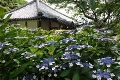 仁平寺の紫陽花　３