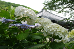 仁平寺の紫陽花　１