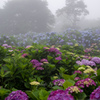 朝霧の紫陽花