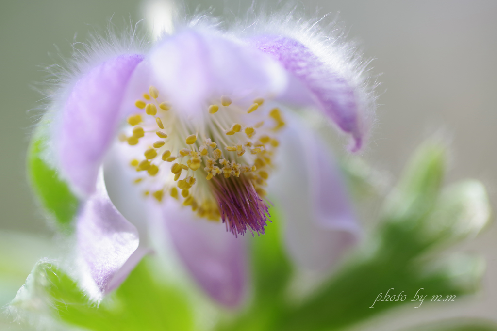 気高き花