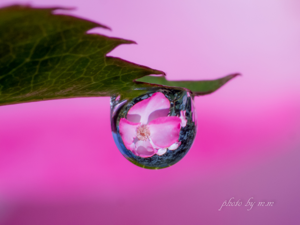 薔薇、ひとしずく