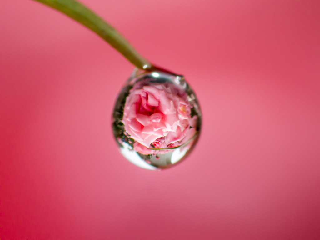 ★薔薇の涙★
