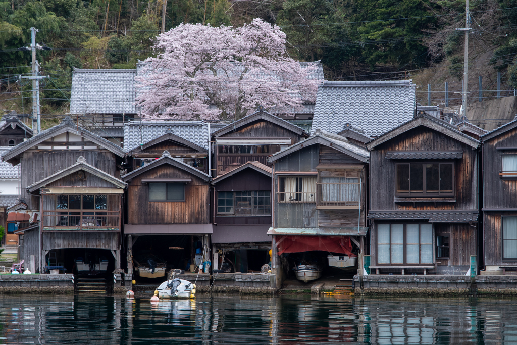 舟屋と桜