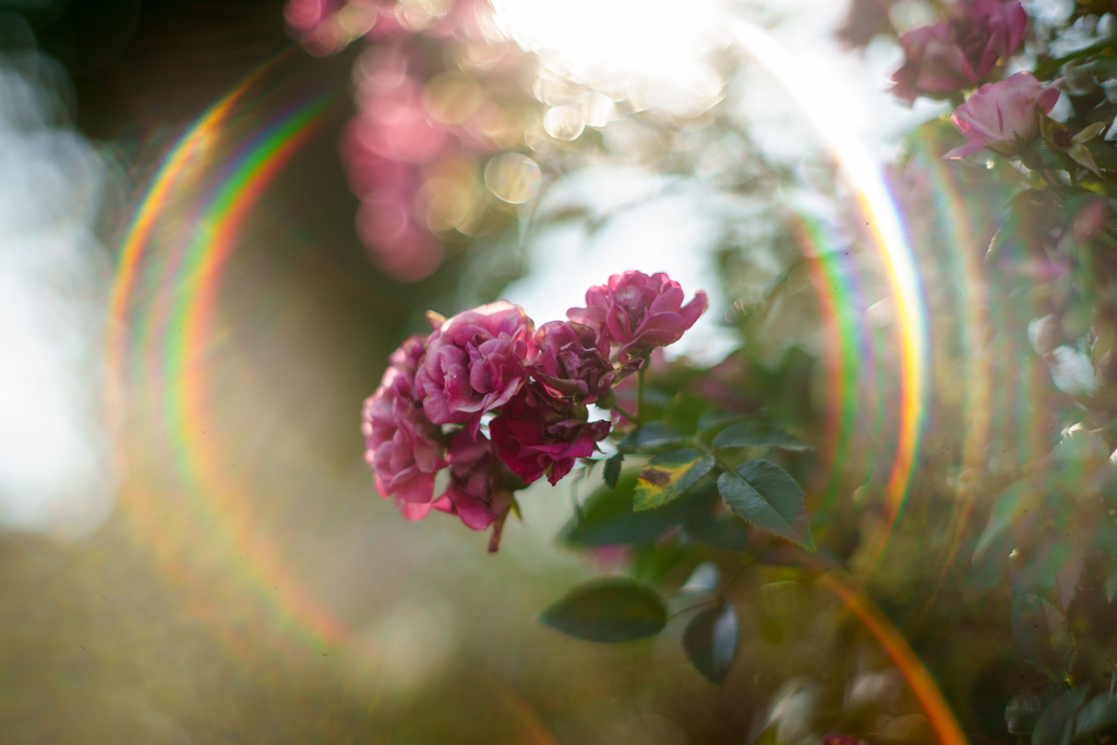 夏の薔薇