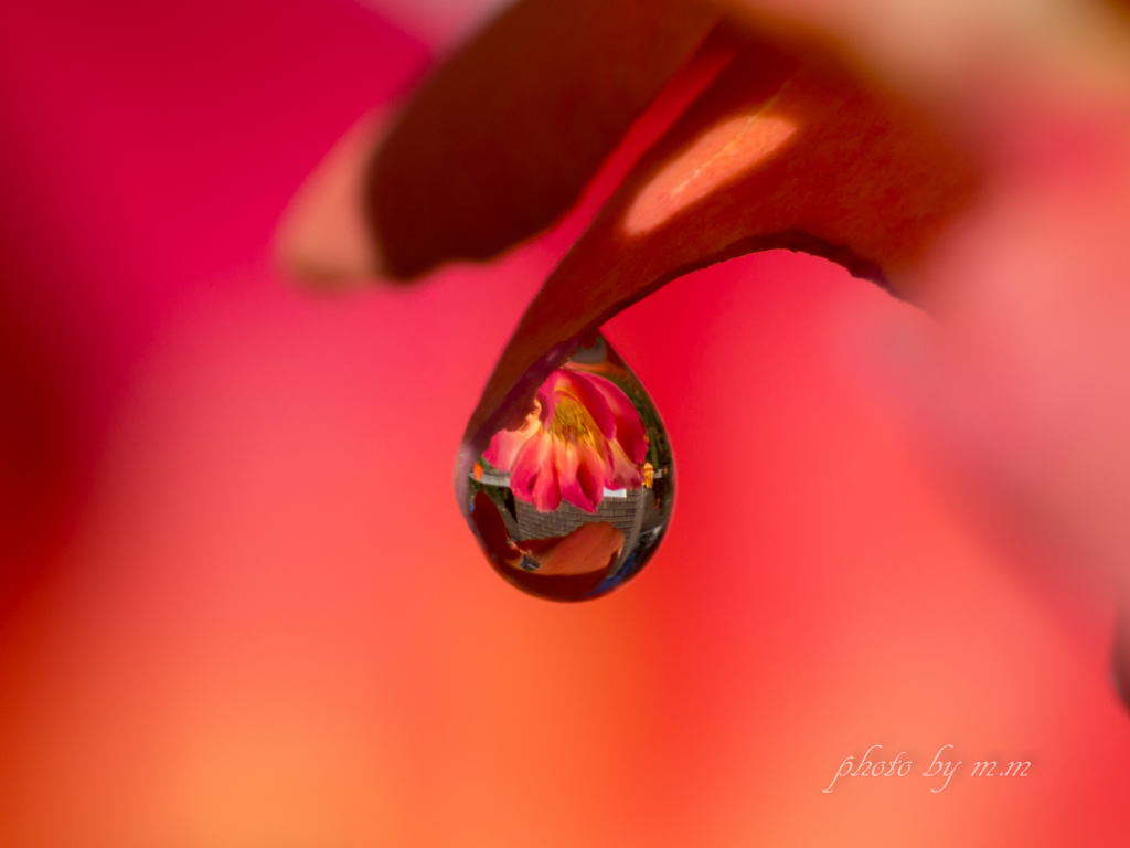 紅の雫