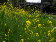 菜の花と御坂サイフォン橋