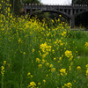 菜の花と御坂サイフォン橋