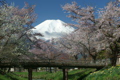富士探訪Ⅴ－桜花を纏う