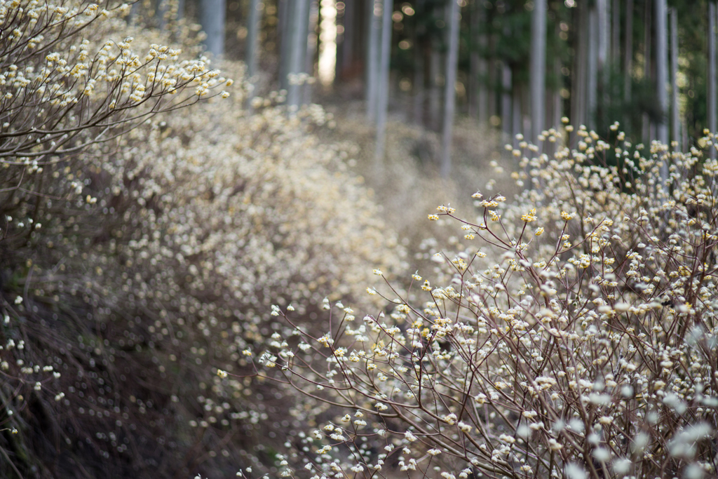 三椏に包まれて