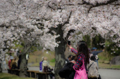 桜girl