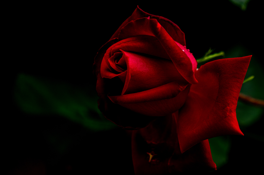 君は薔薇より美しい