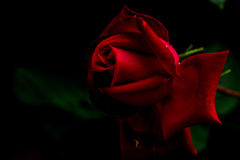 君は薔薇より美しい