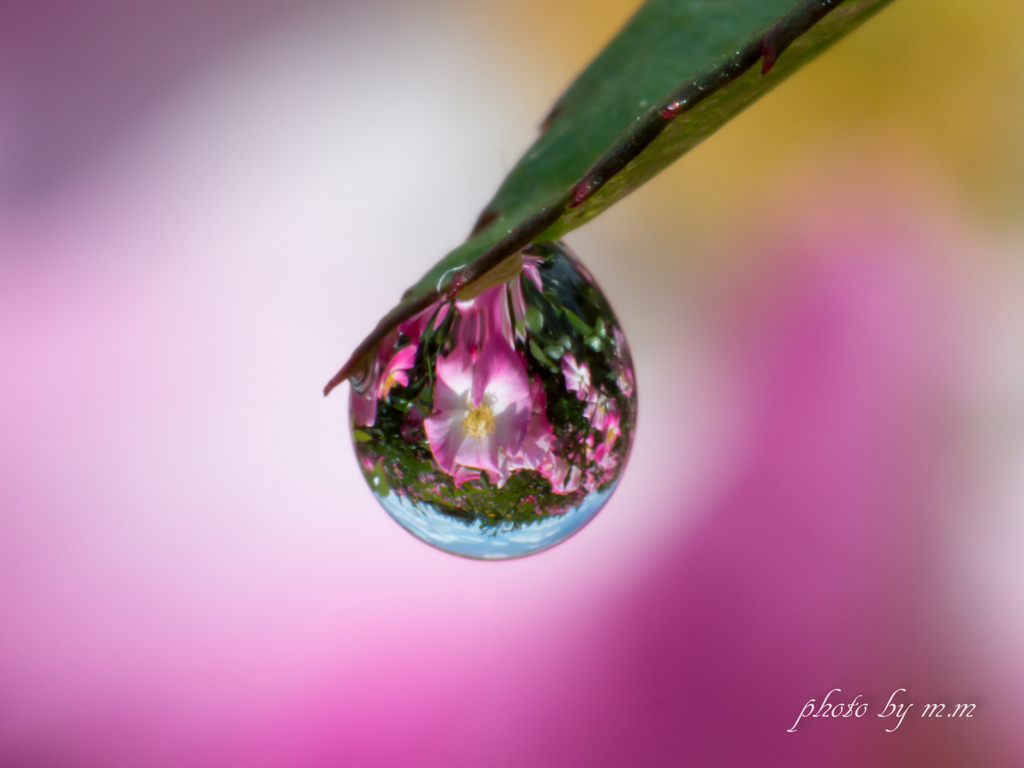 Drop of a rose