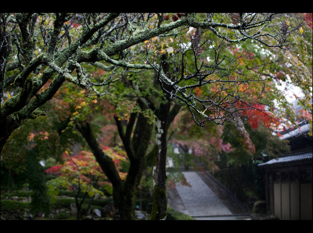 しのび雨