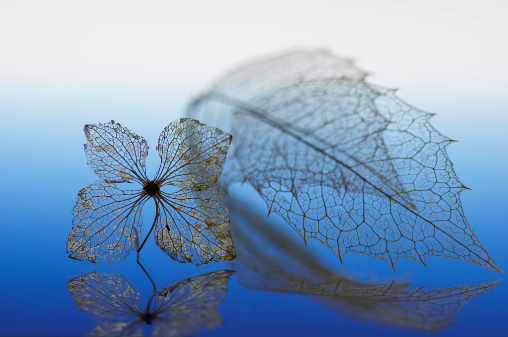 the veins of plants