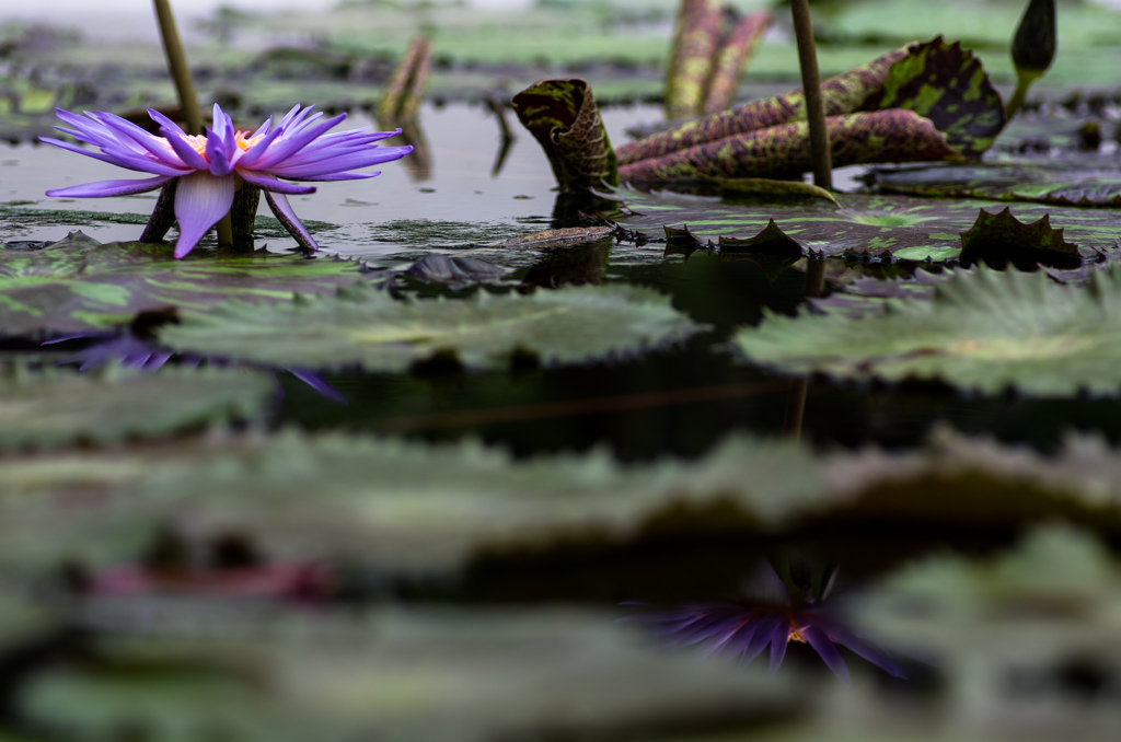 虚実の花