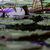 虚実の花